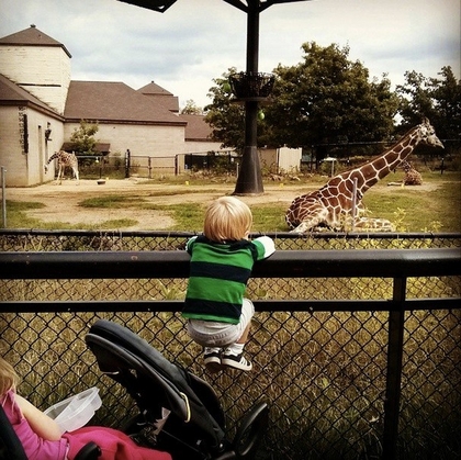Child Watching Giraffe at the Zoo