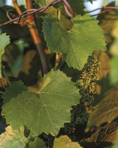 Two grape leaves on vines.