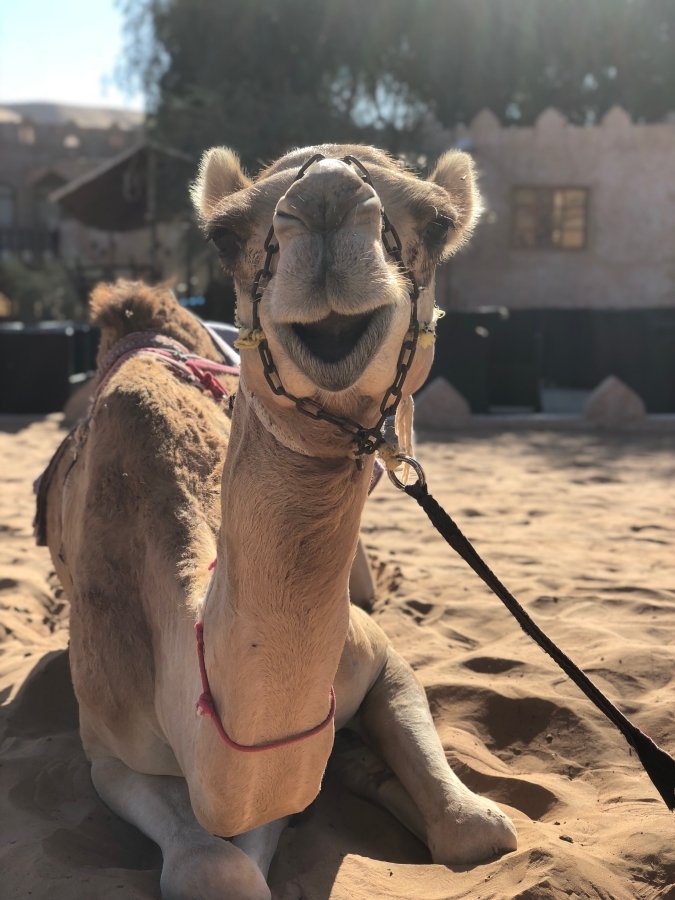 Joyous Camel Posed for Photo