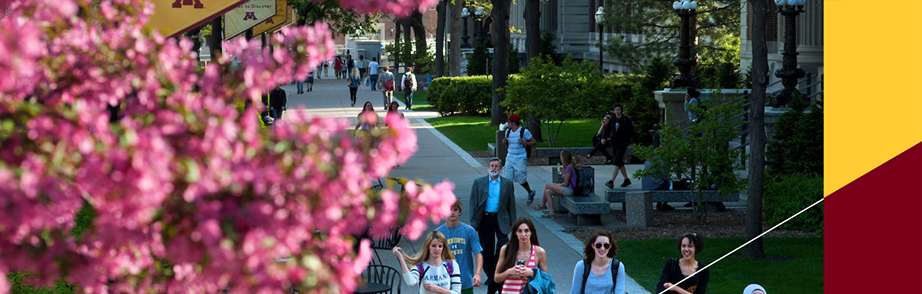 blossoming tree with tiny flowers and students and faculty walking down paved walkway