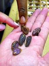 Fingers pointing to cocoa beans in open palm.